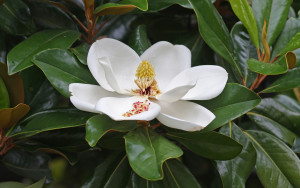 Southern magnolia - photo 1